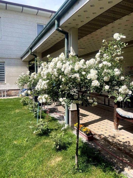 Uchaska xovli sotiladi Sergeli stroitelda 2,5 sotix 6 xona