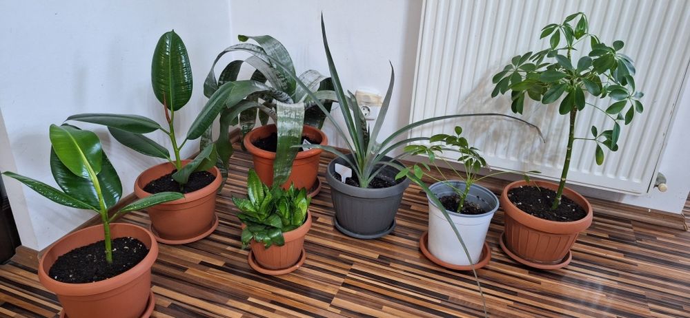 Oferta 6 plante de apartament