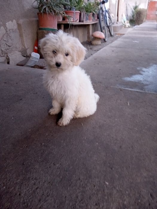Caniche pudel alb