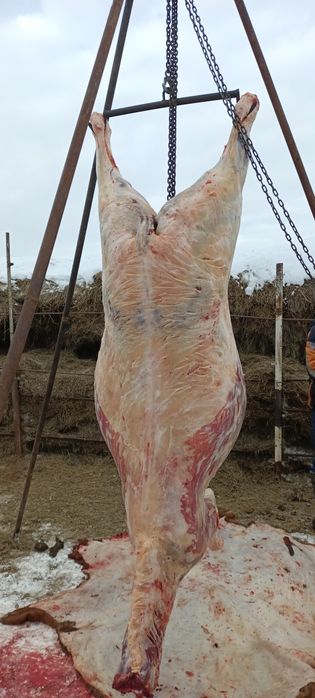 Семіз биелер жирные кобылы