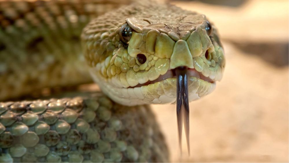 Дезинфекция от змея змей