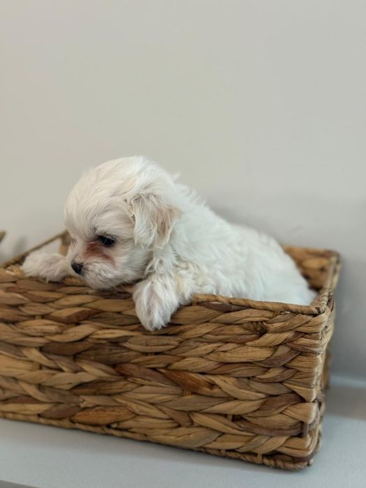 Maltez rasa pura toy F+M