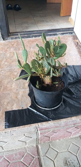Продам кактус,, тяну к тебе ручки,,
