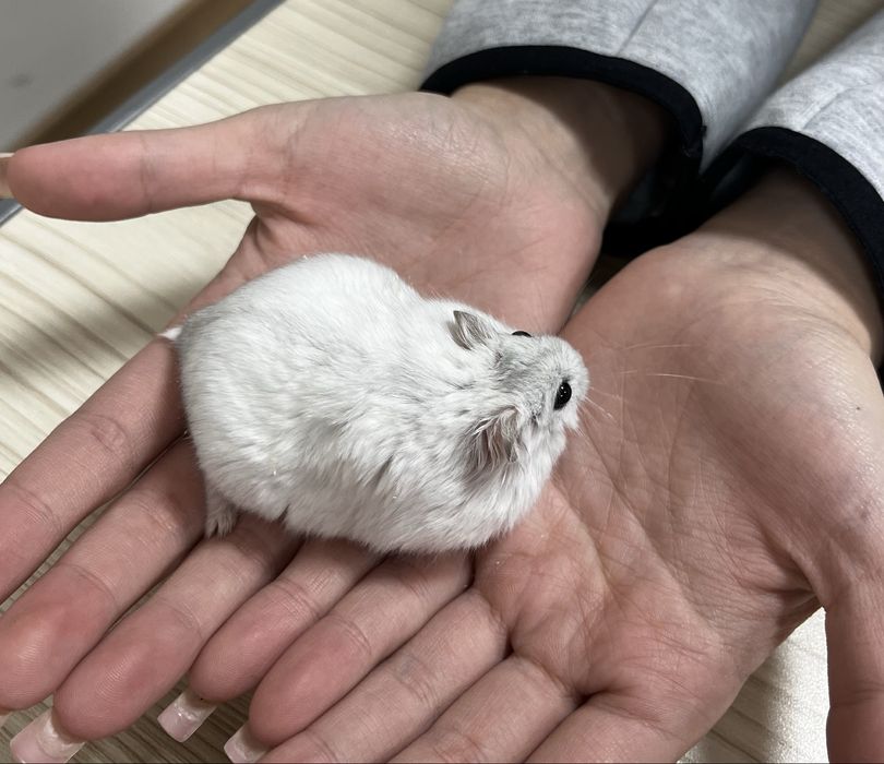 Маленький хомячок ищет новый дом!