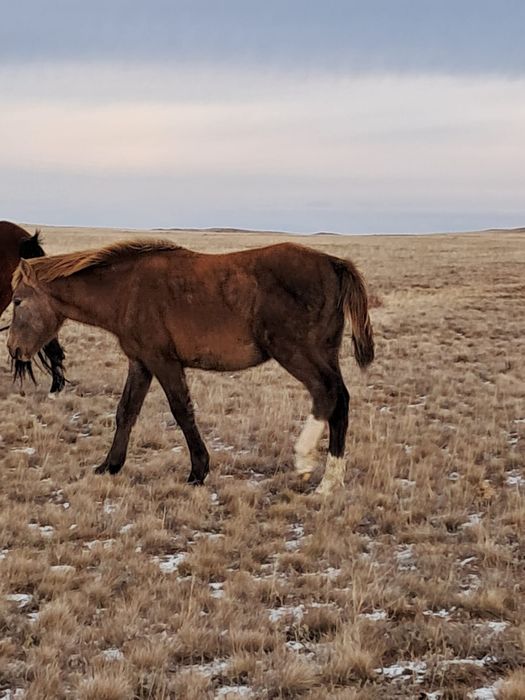 Продам Жабагы 8 ай