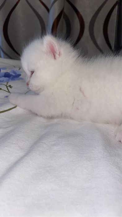 Синеглызый шиншиленоу