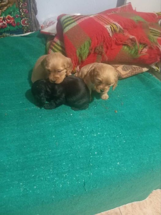 Продавам Кокер шпаньол