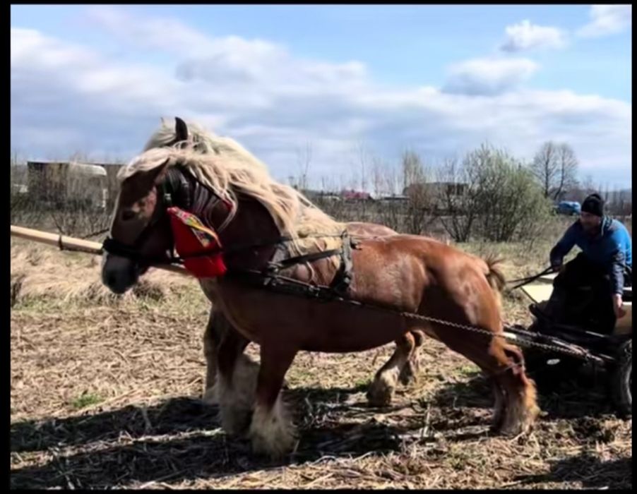 Vand o iapa semi grea romaneasc