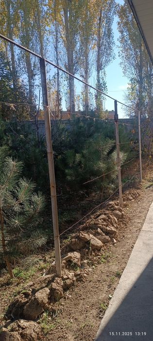 Крис сасналар бор