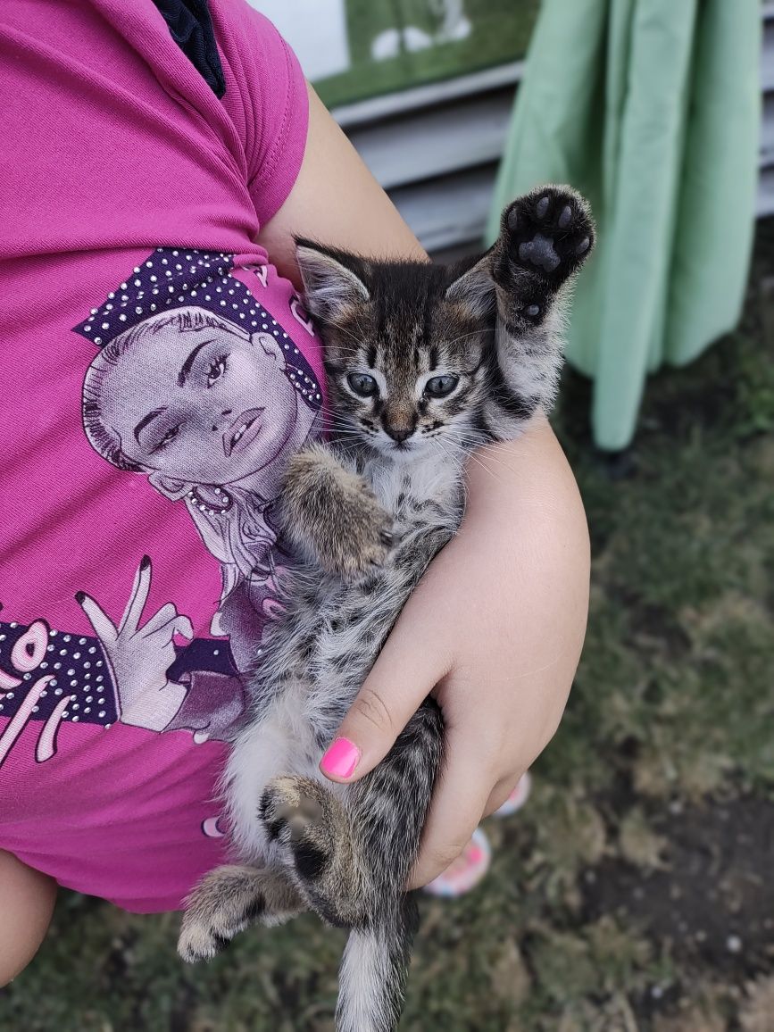 Подаряват се котенца
