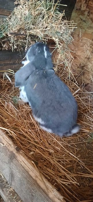 Berbec German disponibil