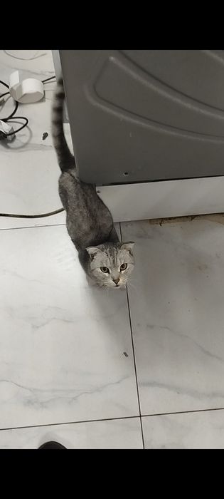 Отдам в хорошие руки