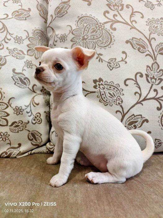 Чихуахуа бебета - чистокръвни имгого мили