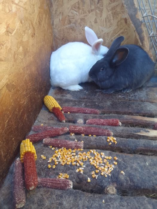 Iepuroaice mature şi iepuroi