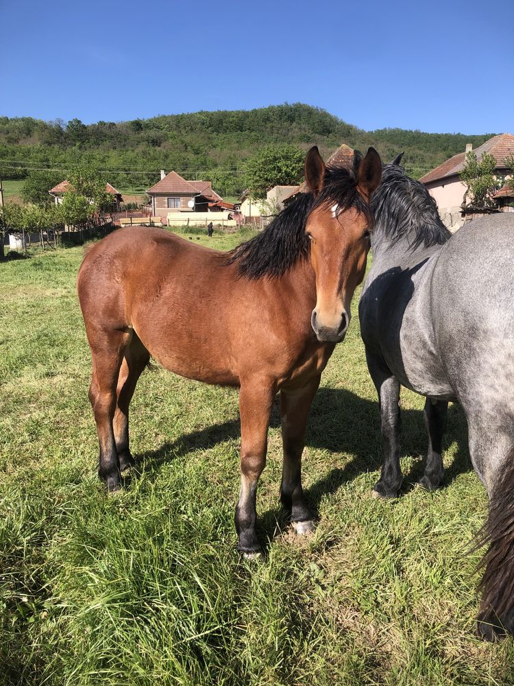 Vând 2 mânze,de 1 an si 2 ani