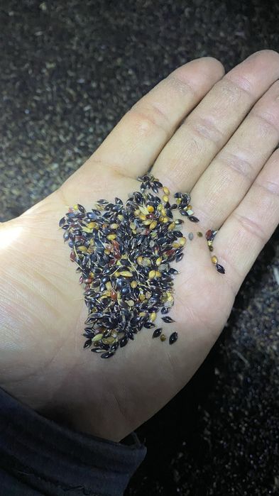 Семена суданской травы