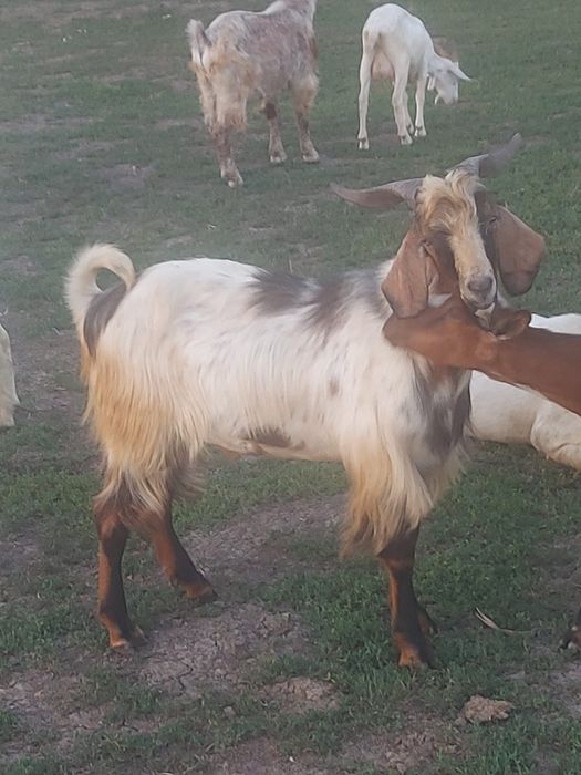 Vând țapi, capre și iezi de cea mai bună calitate metiși anglonubian