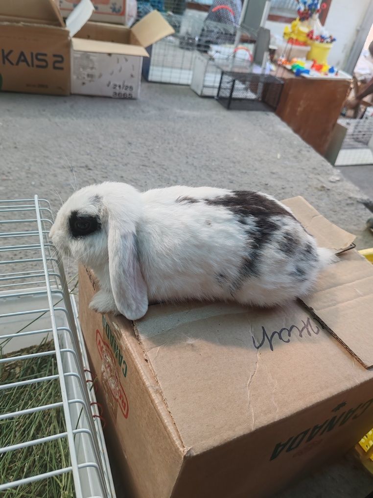 Karlik baran zoti tozza
