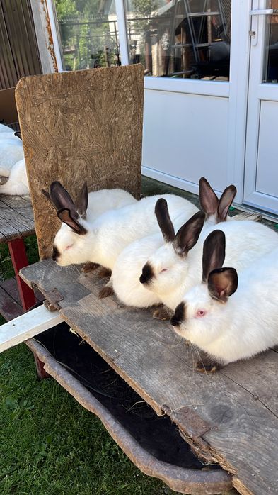 Vand pui californian