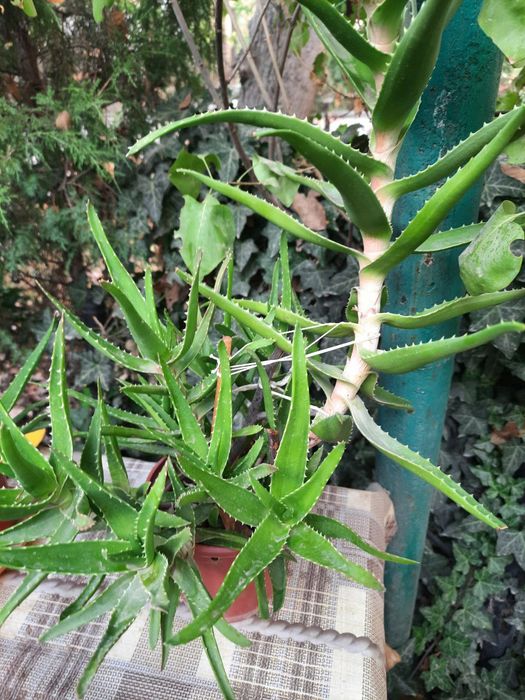 Домашние комнатные цветы алое