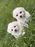Pui bichon mini toy