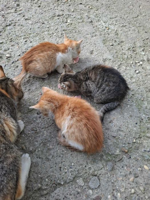 Donez pui de pisica