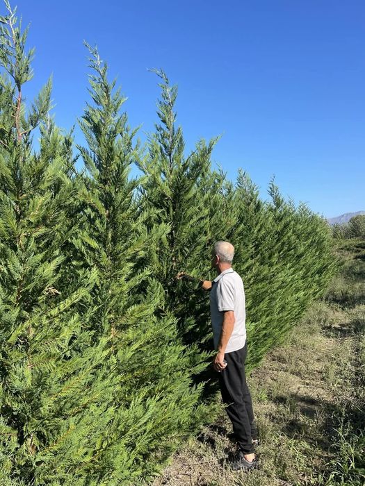 Leylandi cupressus, Livrare gratuita oriunde în Țară