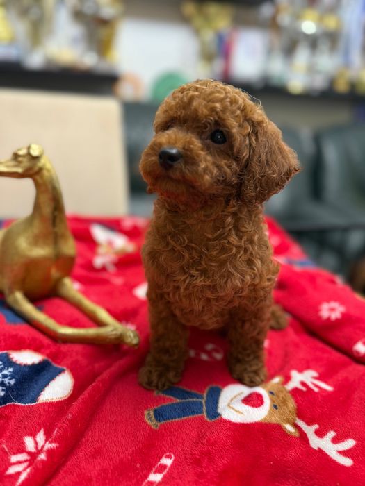 Poodle Toy Red Femelă
