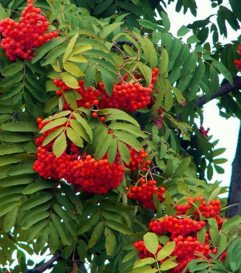 Саженцы рябины.(Рябина красная)