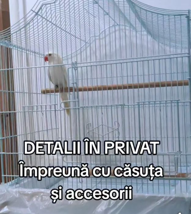 Vand alexandru mare și mic blânzi  și gata  educați