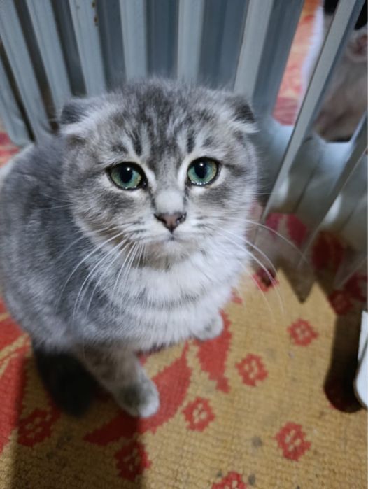 Продаем кота вислоухий. Приучен к латку.