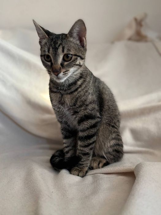 Малко котенце търси дом