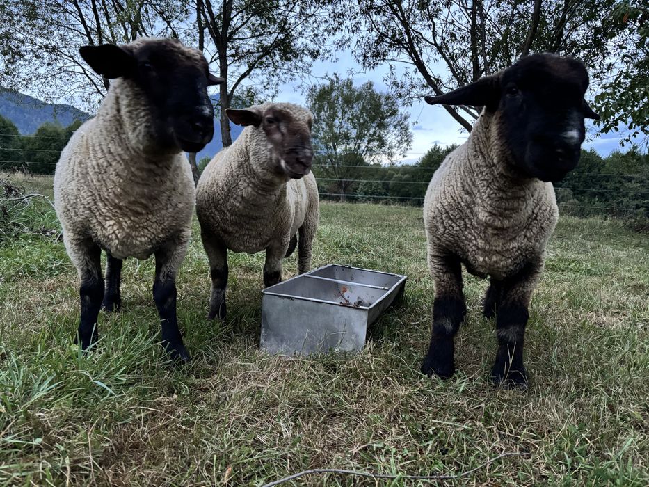 Berbecuți suffolk și metisi cu rase de carne