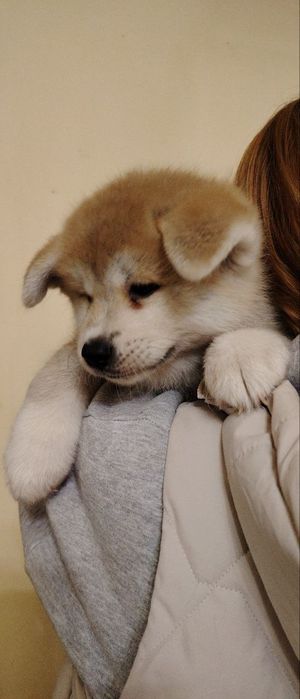 Японская Акита Ину (сука)