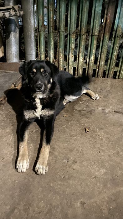 Собака крупная (1 год)