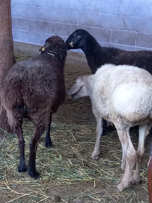 Продам бараннннн