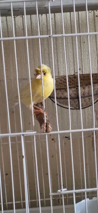 Чубатый самец 10 мес., очень красиво и нежно поёт