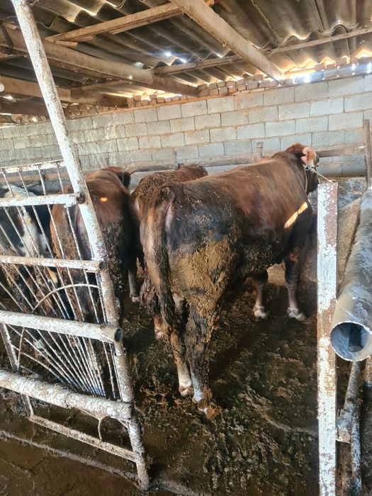 Продам 2х годовалых бычков