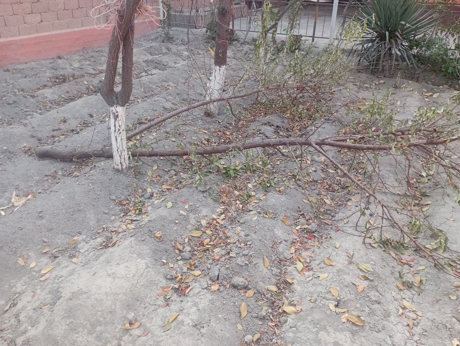 Gilos shaftoli ôtinlar bor