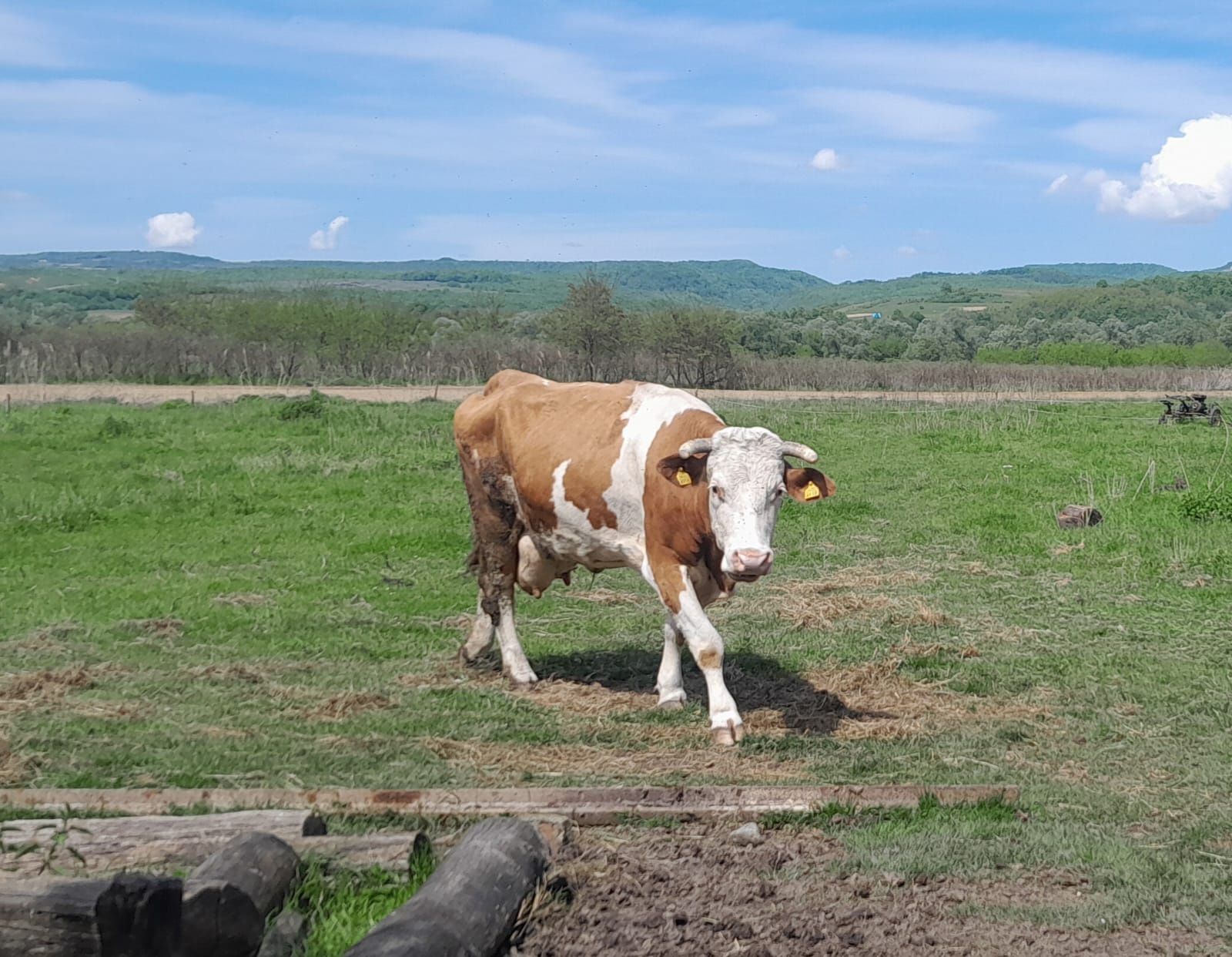 Vaca bălțată românească