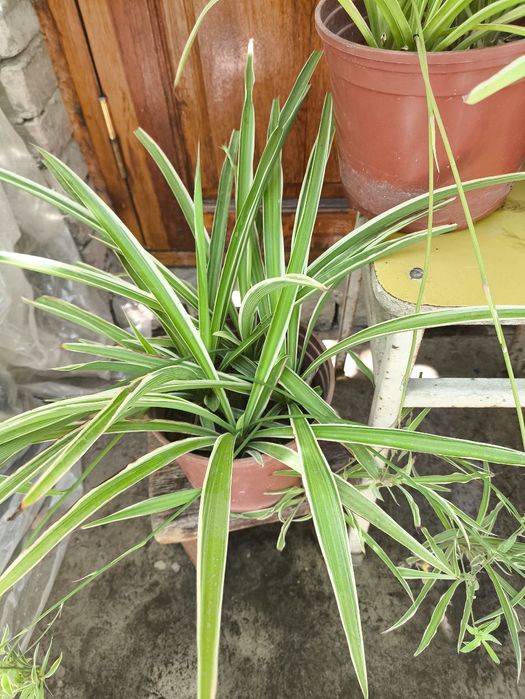 Продаются цветы из дома