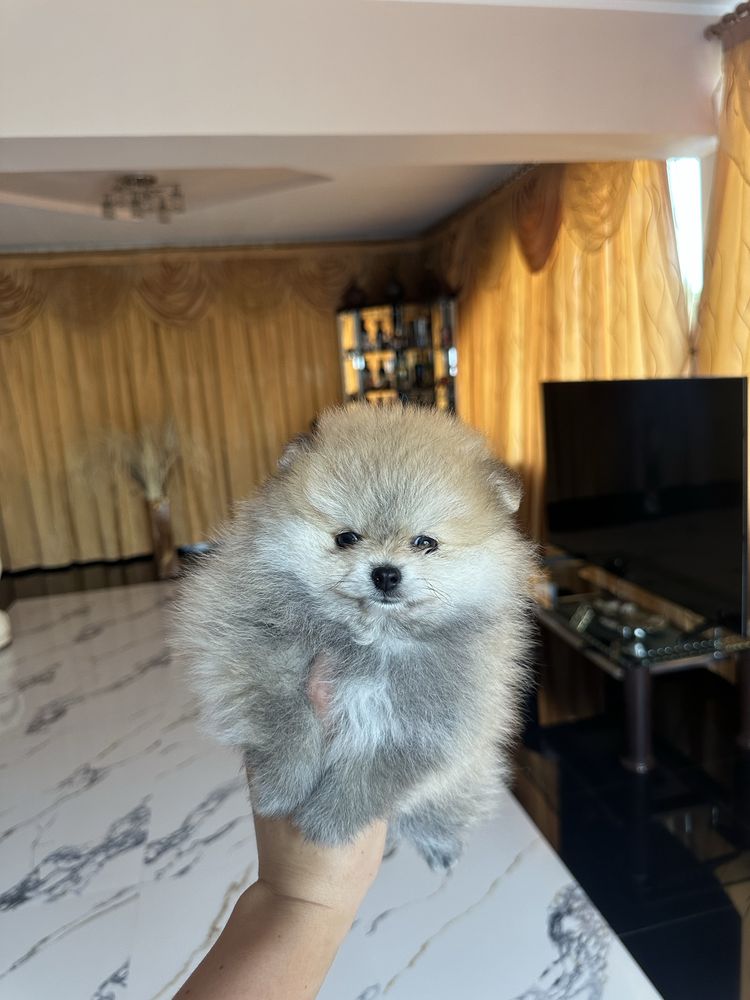 Băiețel pomeranian cu pedigree fci tip A