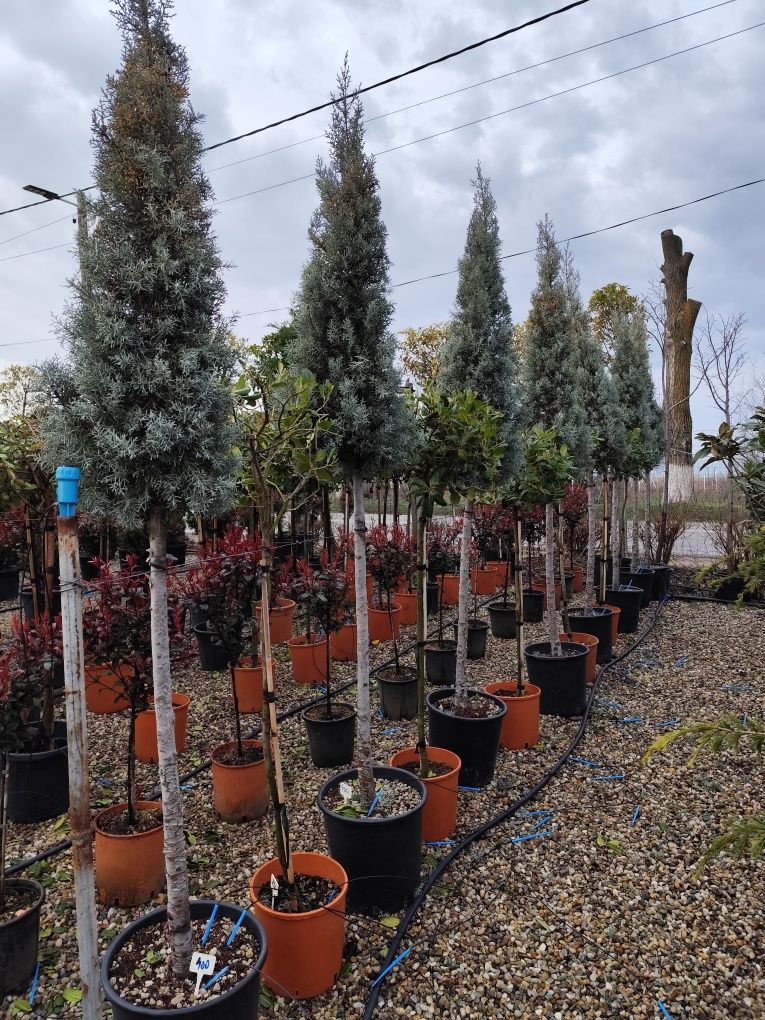Plante ornamentale aclimatizate