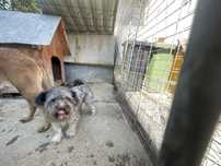 Ofer spre adopție catel bichon