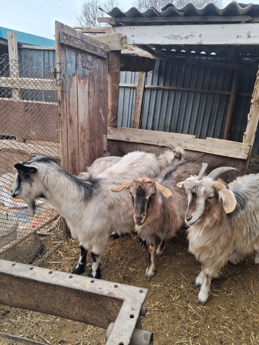 Ешкілер сатылады