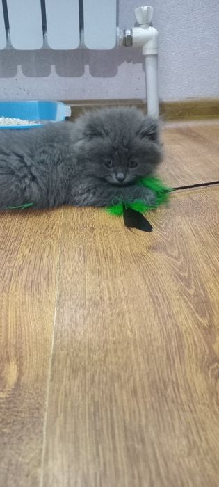 Продаётся котёнок