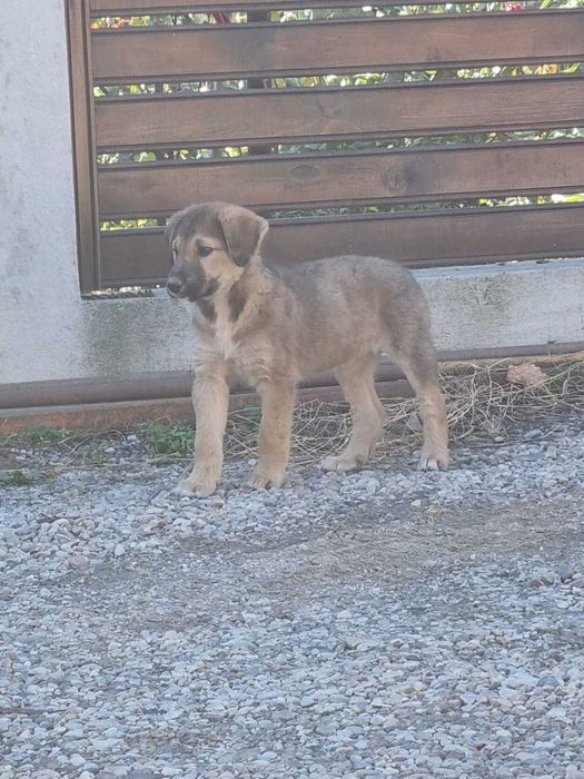Donez cățelușă metis ciobănesc, 2 luni, cu carnet de sănătate