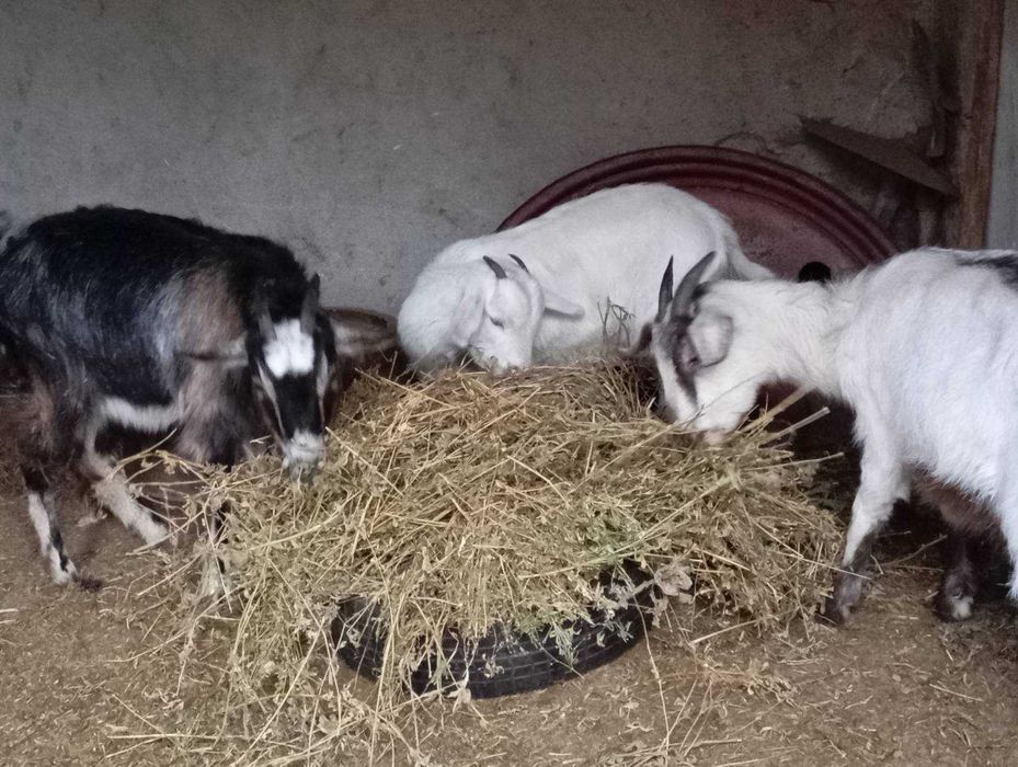 Продават се две кози гр. Смядово, Шумен