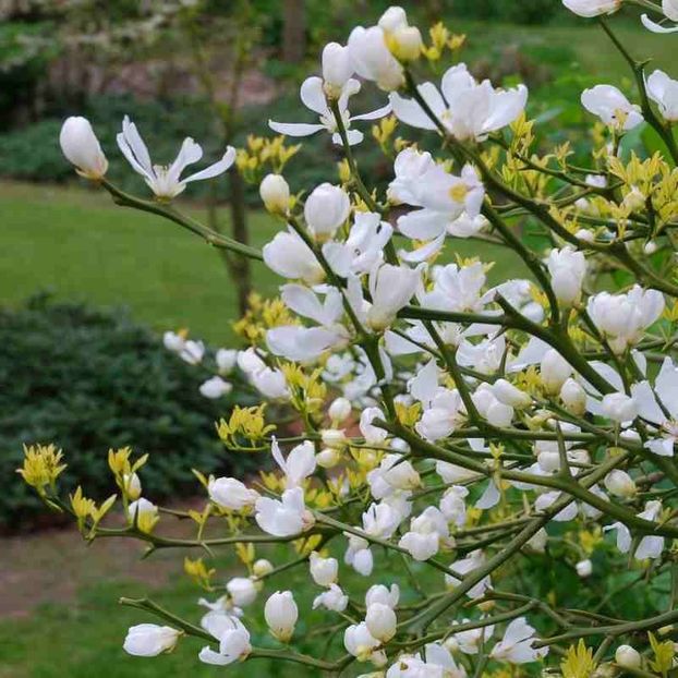 Lamaiul chinezesc de gradina Poncirus trifoliatum