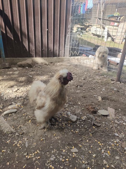 Cocoși mătase japoneză